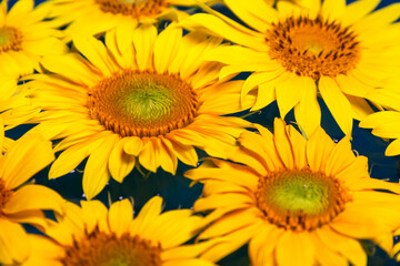 Fototapeta na wymiar Yellow sunflower flowers close up.