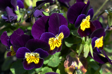 Purple and yellow flowers