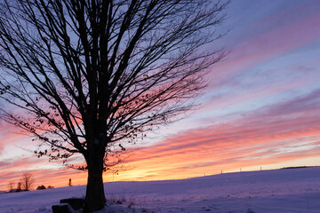 Fototapeta na wymiar Sunset and maple tree