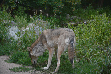 Naklejka na ściany i meble Minnesota Gray Wolf Investigating Summer Habitat