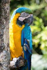 Yellow wild macaw standed on a branch in a national park with tree at background 
