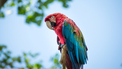 Red wild macaw standed on a branch in a national park with tree at background 