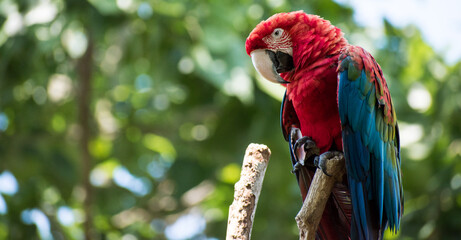 Red macaw standed on a branch in a national park with tree at background 
