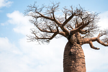 Huge madagascar endemic tree known as 