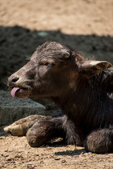 Buffalo calf lying down and sticking out its tongue