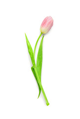 Delicate tulip flower isolated on white background