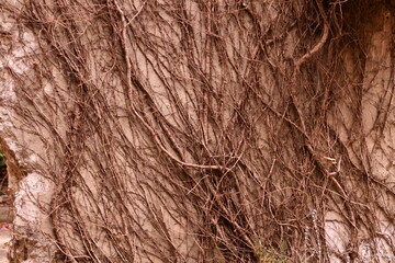 벽을 타고 오른 줄기