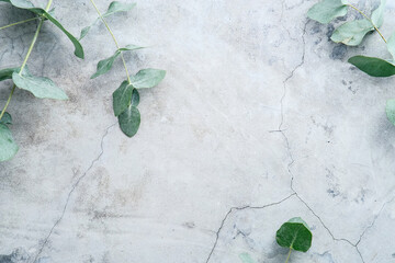 Eucalyptus branches on stone surface. Flat lay, top view, overhead.