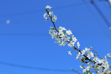 青空と白いスモモの花