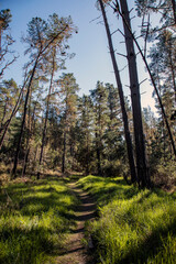 Strawberry Canyon Trail 4