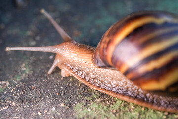 Close up of snail skin moving on gray stone, Snail crawling on the cement road, Effort concept.