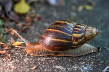 Close up of snail skin moving on gray stone, Snail crawling on the cement road, Effort concept.