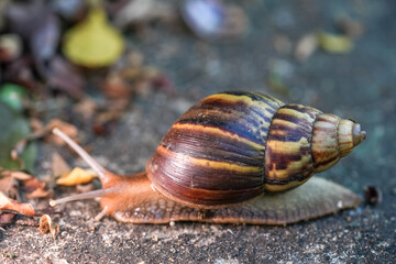 Close up of snail skin moving on gray stone, Snail crawling on the cement road, Effort concept.