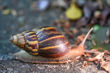 Close up of snail skin moving on gray stone, Snail crawling on the cement road, Effort concept.