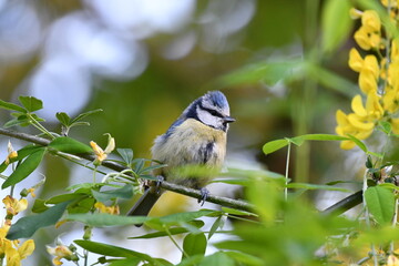 Mésange bleue dans la nature au printemps 