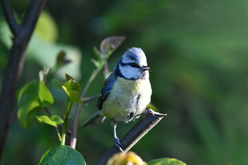 Mésange bleue dans la nature au printemps 