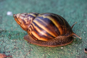 Close up of snail skin moving on gray stone, Snail crawling on the cement road, Effort concept.