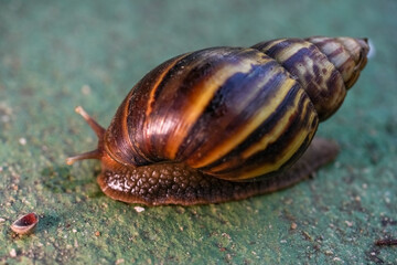 Close up of snail skin moving on gray stone, Snail crawling on the cement road, Effort concept.