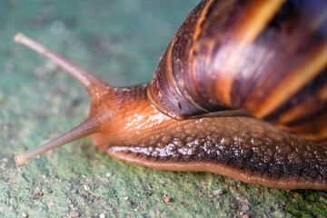 Close up of snail skin moving on gray stone, Snail crawling on the cement road, Effort concept.