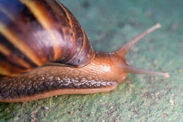 Close up of snail skin moving on gray stone, Snail crawling on the cement road, Effort concept.