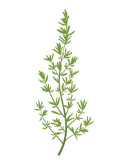 The silhouette of thyme's twig. Simple flat vector illustration.