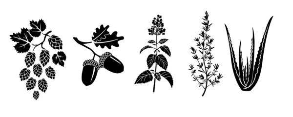 The set of silhouettes of different plants. Hop, oak, catnip, thyme, aloe vera. © Марина Седышева