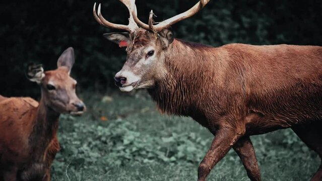 cerf