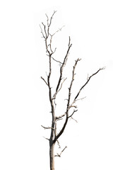 dead trees, dry trees in Thailand isolated on a white background