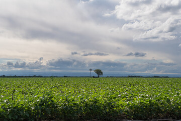 field planted with soybean sky with clouds large photo