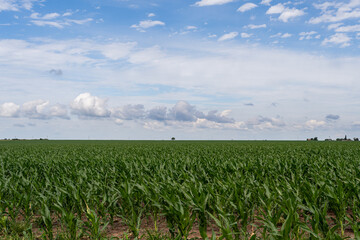 field planted with corn sky with clouds large photo