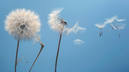 Naklejka premium Dandelion seeds flying next to a flower on a blue background. botany and the nature of flowers