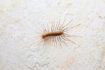 Arthropod insect centipede flycatcher on a concrete wall close up