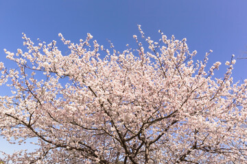 青空の中で満開の暖流桜	