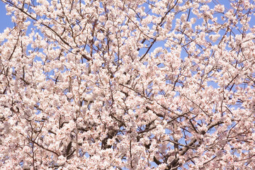青空の中で満開の暖流桜	