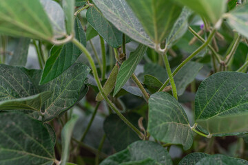 field planted with soybean sky with clouds large photo