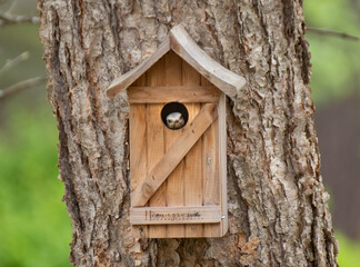 wooden bluebird in bird house