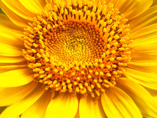 Yellow sunflower flowers close up.