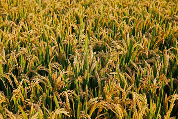 Paddy fields of autumn, the harvest scene
