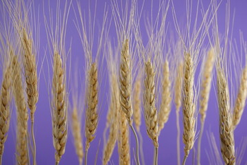 Dry organic natural country wheat flower stems against neutral purple blue abstract background. Headshot, clean minimalism.