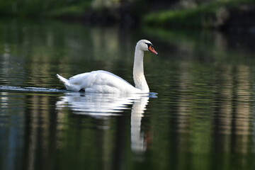 Cygne - lac - plan d'eau dans la nature 