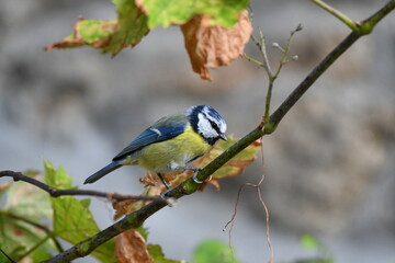 Mésange bleue dans la nature au printemps 