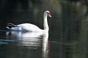 Cygne - lac - plan d'eau dans la nature 