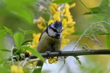 Mésange bleue dans la nature au printemps 