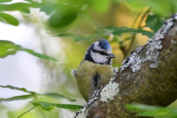 Mésange bleue dans la nature au printemps 