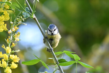 Mésange bleue dans la nature au printemps 