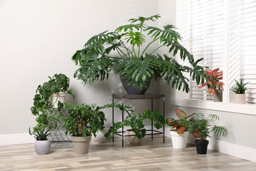 Different houseplants near window in room. Interior design