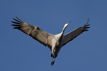 Sandhill crane flying in beautiful light, seen in the wild in a North California marsh