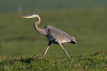 Great blue heron, seen in the wild in North California 