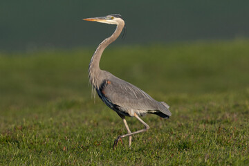 Great blue heron, seen in the wild in North California 