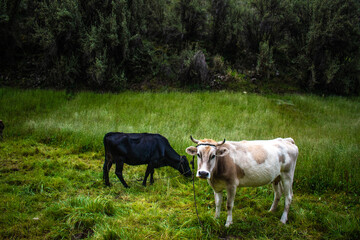 Obraz premium Vacas pastando